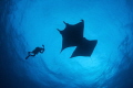   Diver MantasRoca ParitidaMexico Mantas/Roca Mantas Roca  